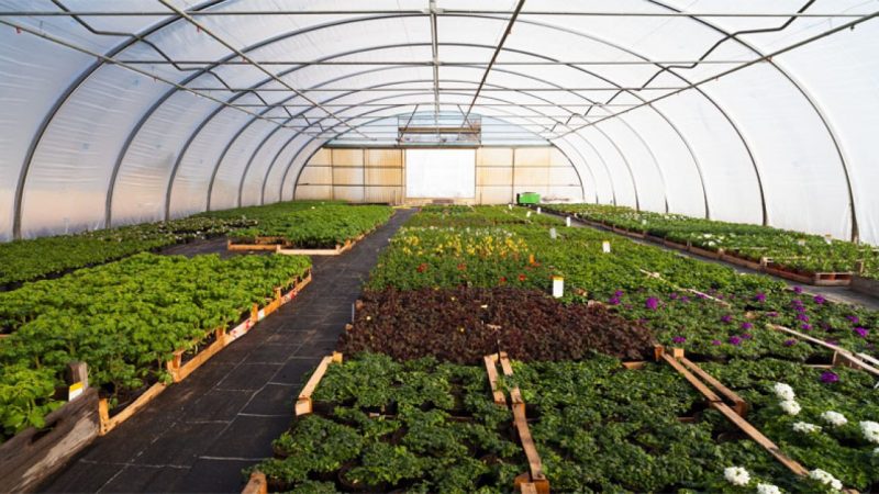 pros-and-cons-of-greenhouse-farming.jpg